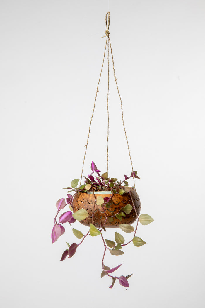Hanging coconut planter in scallop