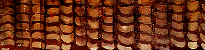 Gallery Grand - Dog Face - King Charles