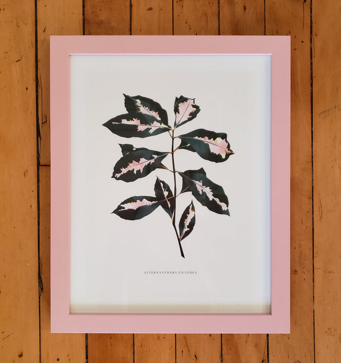 Alternanthera Ficoidea (Framed)