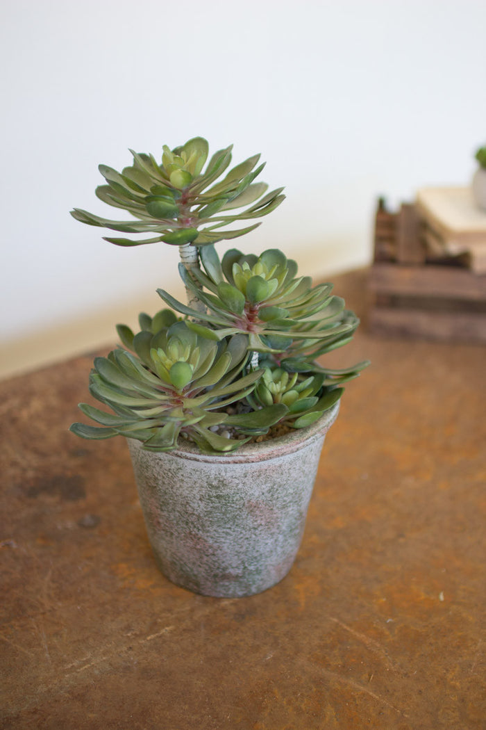 Large Succulent in Pot