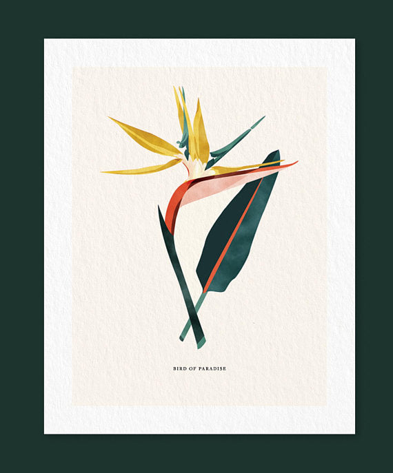 Bird of Paradise