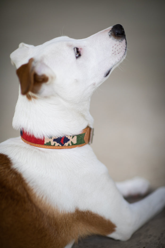 Tierra Handmade Leather Dog Collar in Tierra