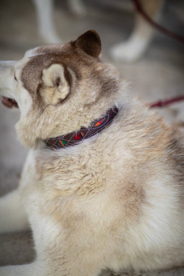 Ventana Handmade Leather Dog Collar in Calado Multi Color